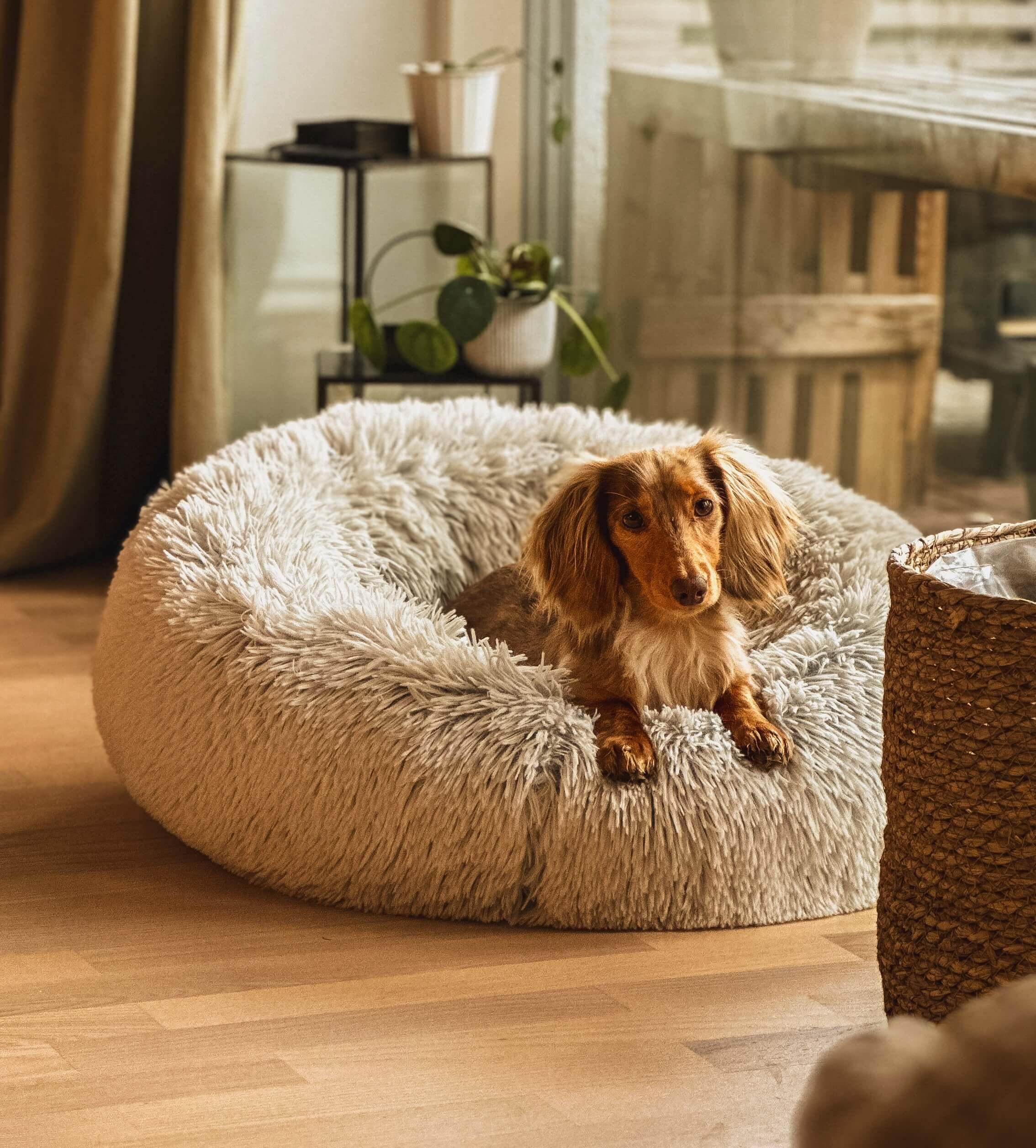 Why every software developer should get a dog cover